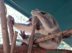 Koala sleeping positions - SO good!